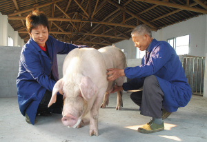 猪人工授精管插多深合适,猪人工授精的数据和结果