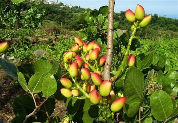 阿月浑子、无名子、波斯的佳木,人人爱吃的开心果