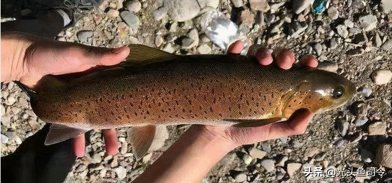 长江保护鱼类,有关长江鱼类资源保护