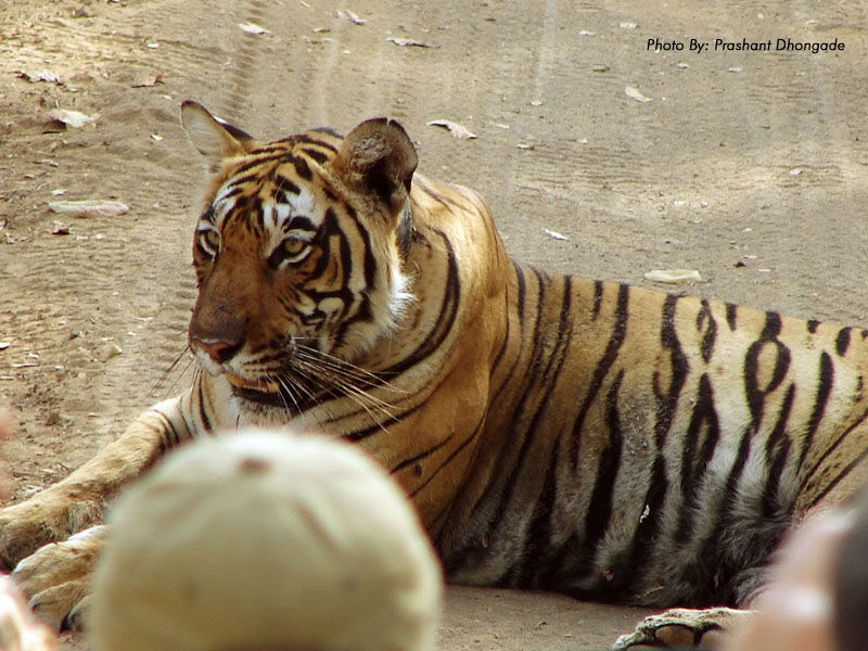 传奇虎王美元男:这只公虎两次作为“单亲奶爸”,养大了两窝虎崽