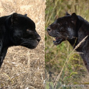 黑豹是哪个国家猫科动物,黑豹动物是哪个品种的豹子