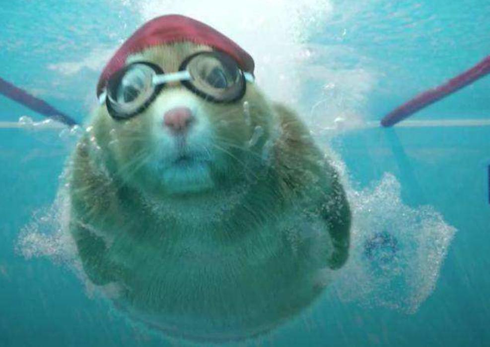 新手学习游泳的技能,零基础学游泳怎么快速学会