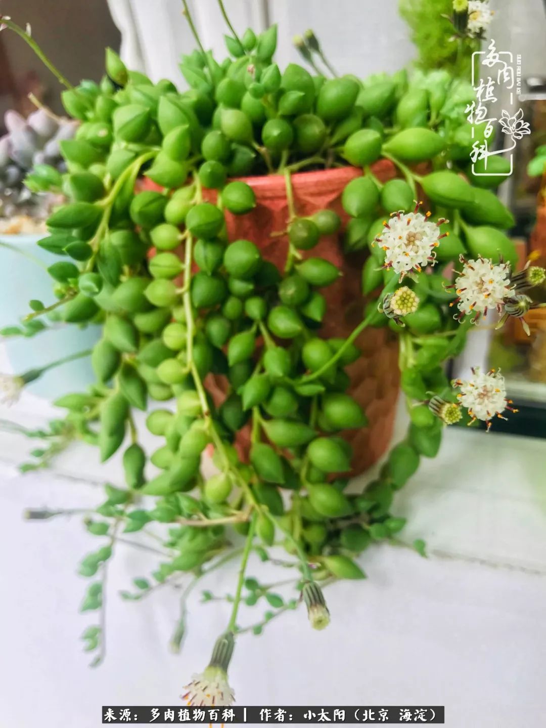 来自多肉的顽强生命力,与多肉朝夕相伴的美好时光