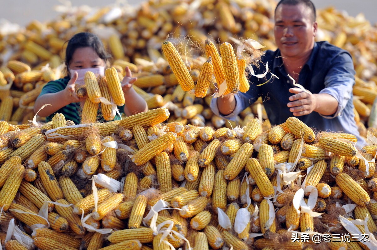 麸皮受潮生虫怎么治疗,麸皮生虫怎么办