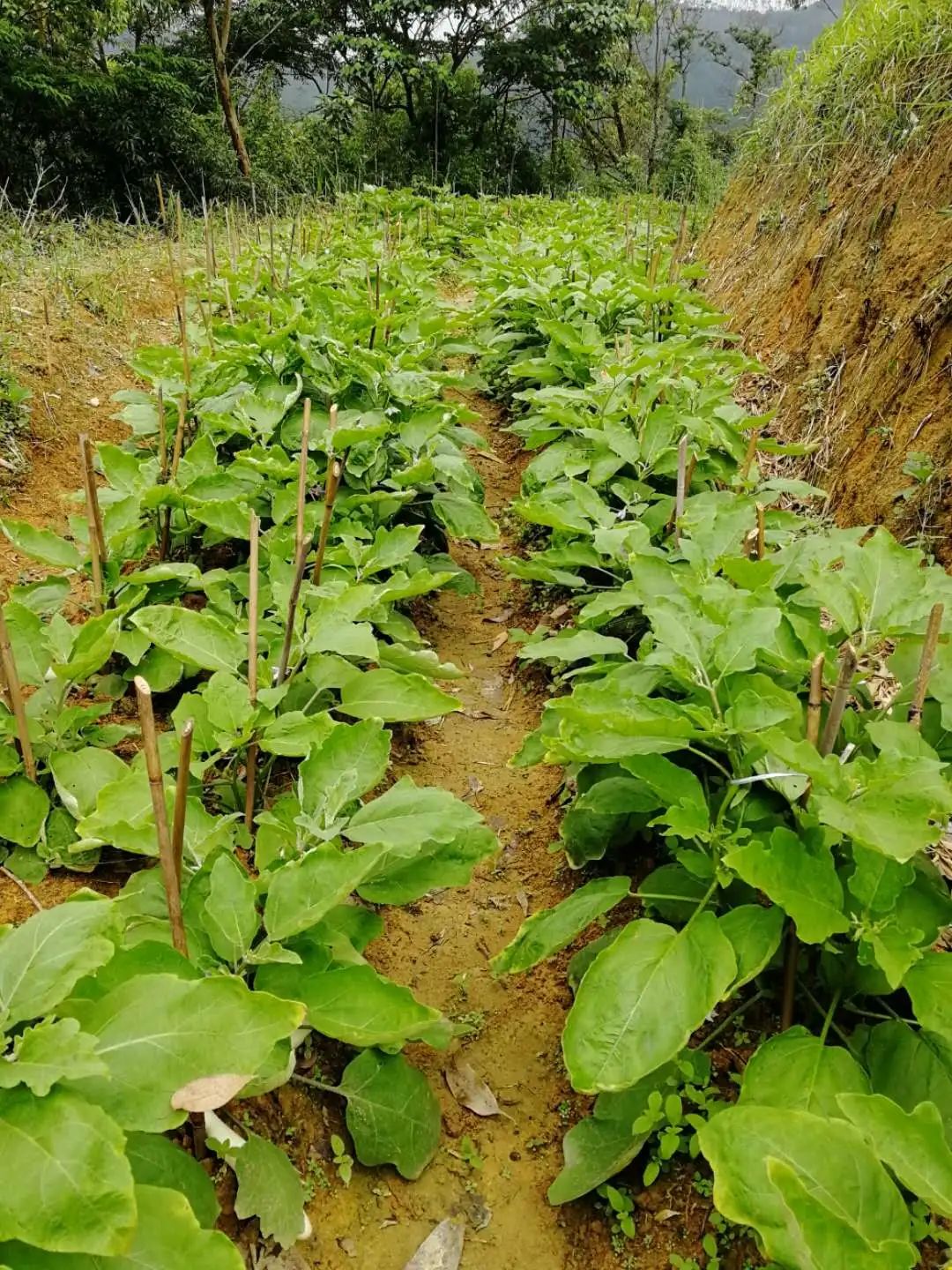 大自然生态农场有机蔬菜,炎炎夏日新鲜水果等你来品尝