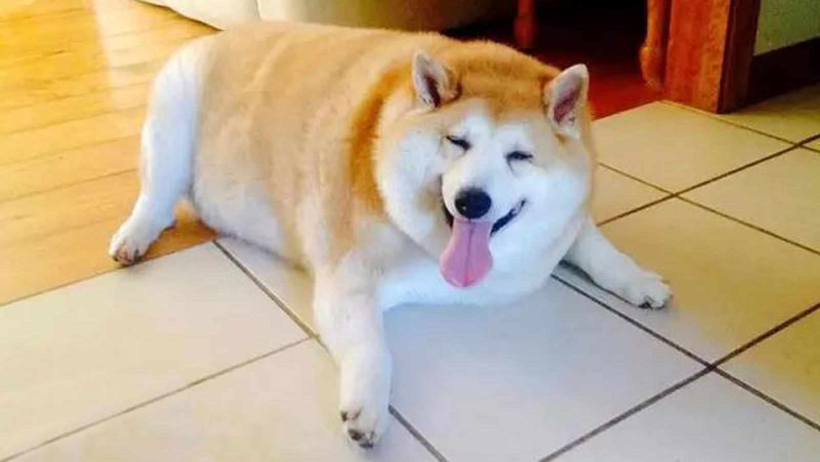 绝育的公狗狗发胖了怎么办,绝育后的动物不合群吗