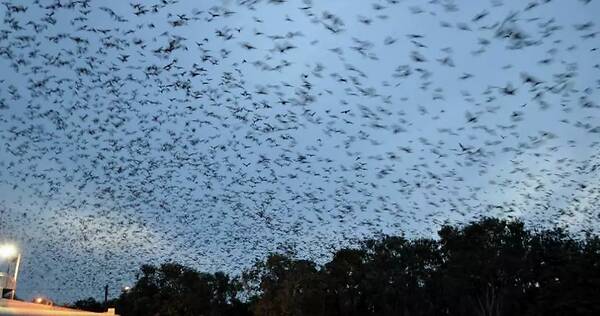 新冠肺炎、澳洲大火、东非蝗灾一系列灾难:2020年到底怎么了