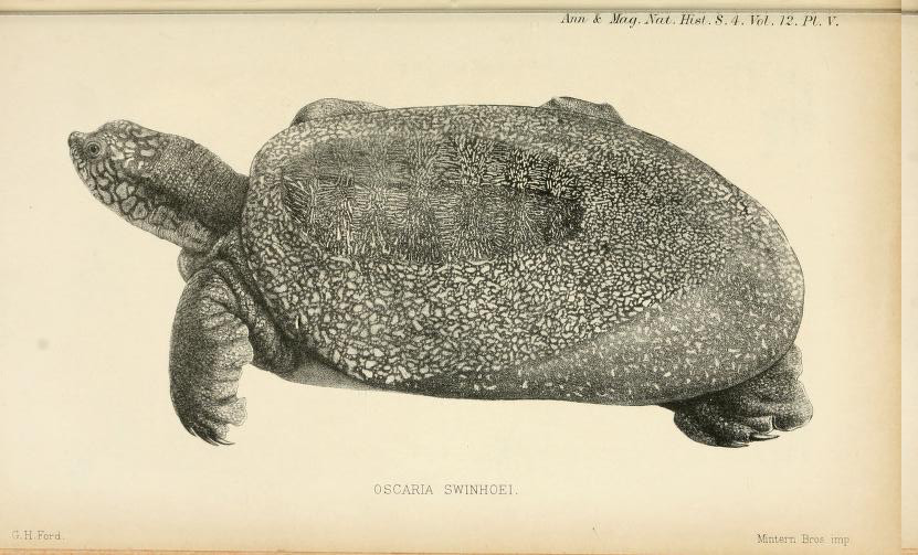 在家饲养小甲鱼的正确方法,家庭鱼池如何养小甲鱼