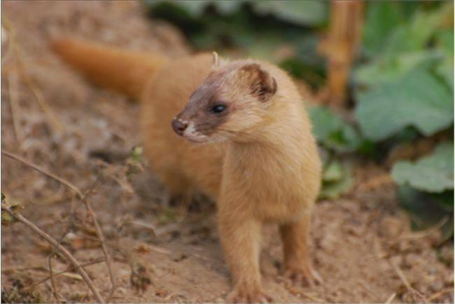 为何老祖宗说黄鼠狼不可以杀?科研结果表明,果然真的不能杀