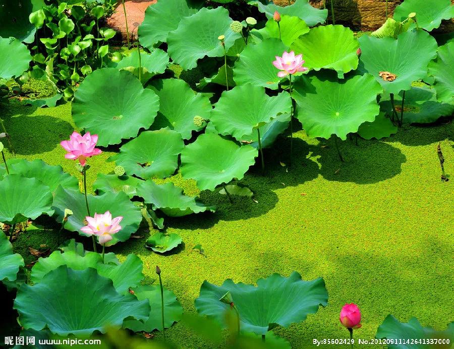 佛系最唯美的荷花图片,清新淡雅的荷花图片大全