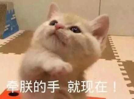 世界历史上的著名猫奴,世界三大猫奴