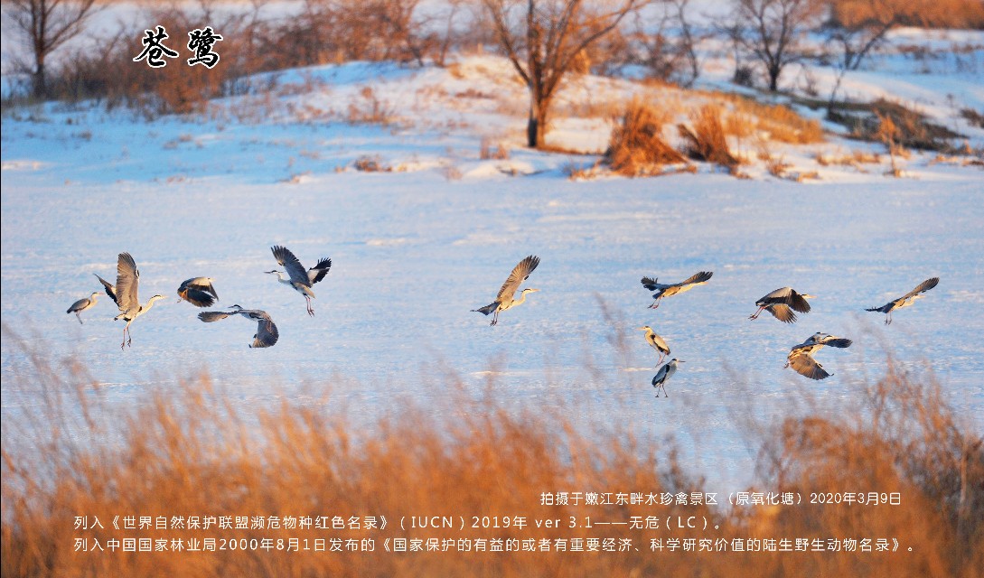 榻愰綈鍝堝皵瀚╂睙涓滄按鐝嶇鍏洯,榻愰綈鍝堝皵瀚╂睙涓滄按鐝嶇婀垮湴鍏洯