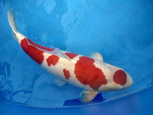 锦鲤突然不吃食是什么原因,锦鲤不吃食有什么办法