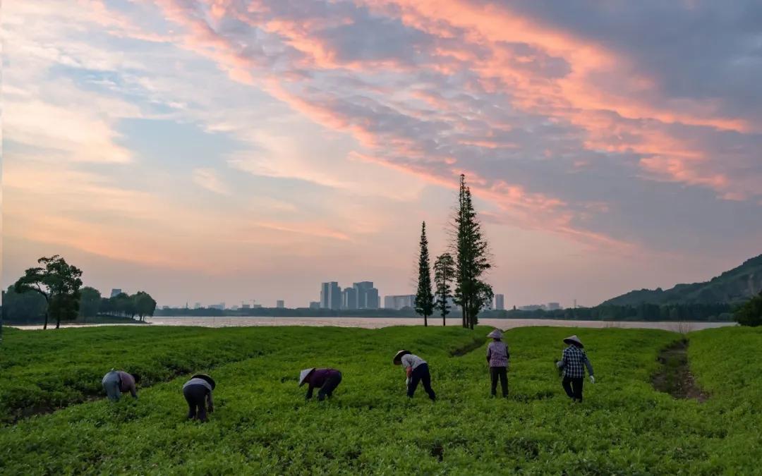 全国第二，湖州是怎样做到的？「湖州打听猫」