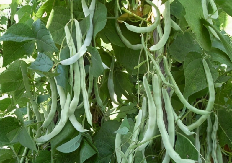 芸豆徒长导致落花怎么办,芸豆种植注意事项有哪些