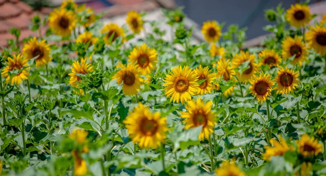 在济南花式避暑,一见“清”心!只需一瞥,便足以把酷夏原谅…