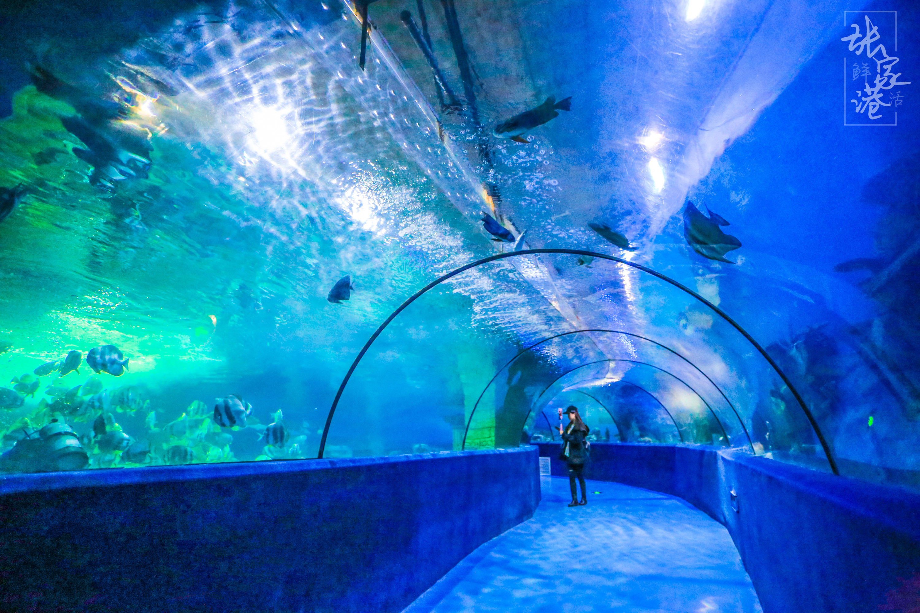 张家港的这座商场里竟然藏了这么大的海洋馆，一天电费高达一万元