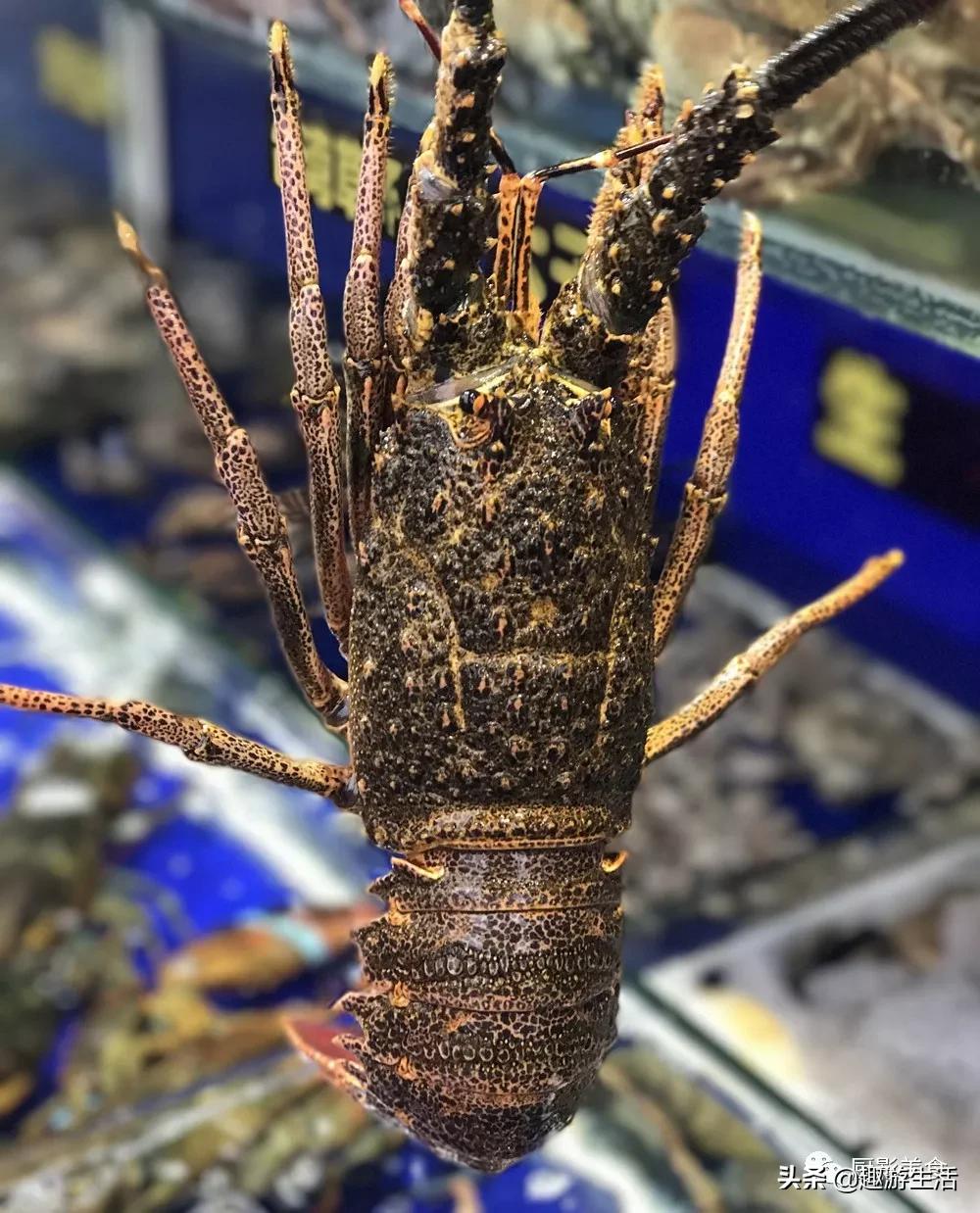 世界上的各种龙虾,世界上最大龙虾