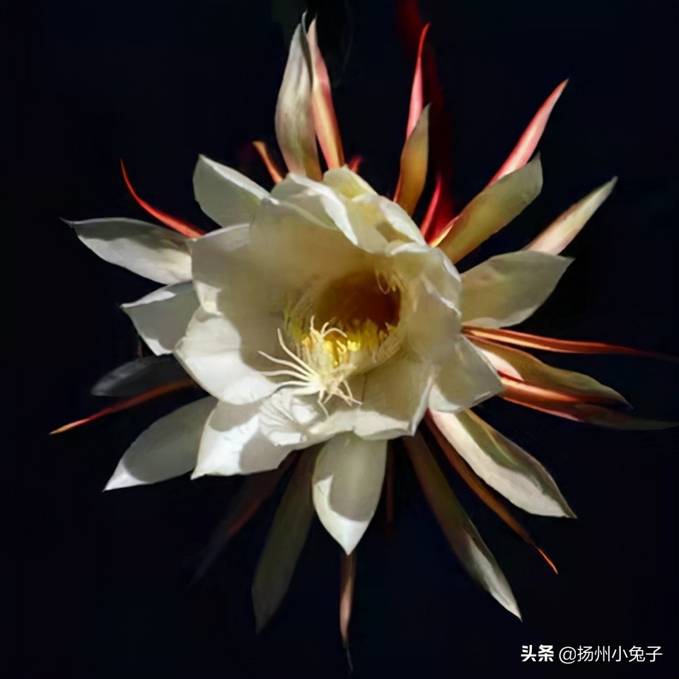 坏了的情侣表、挣扎中的手环与我悲情的七夕