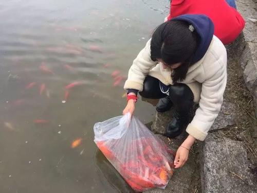 钓友钓到超大黄条鰤,顺德东平河钓白鲢