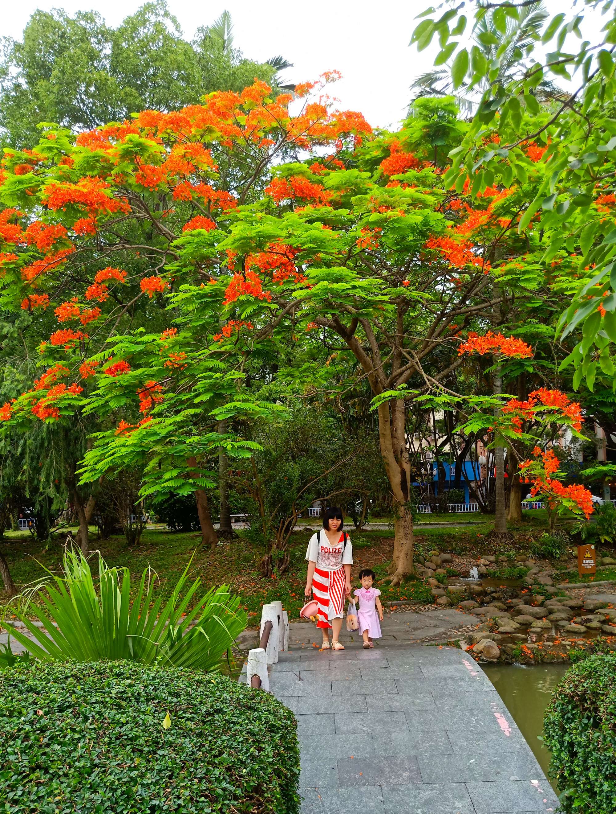 毕业季的凤凰花和栀子花,毕业季凤凰花开的时候