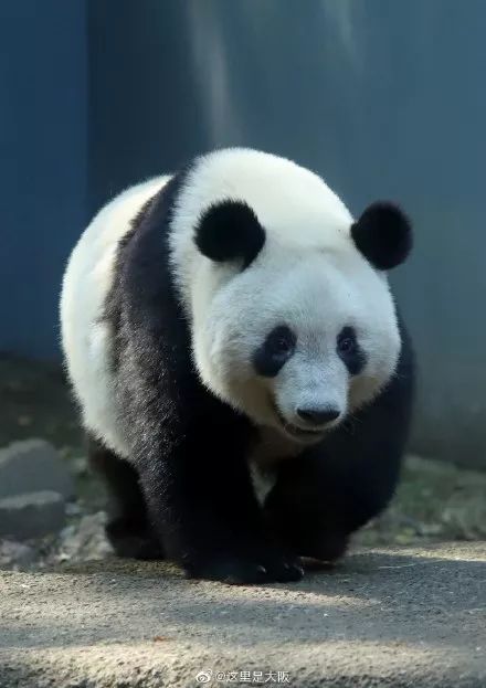 为什么全世界都喜欢大熊猫,世界各地的人们都喜爱大熊猫英语