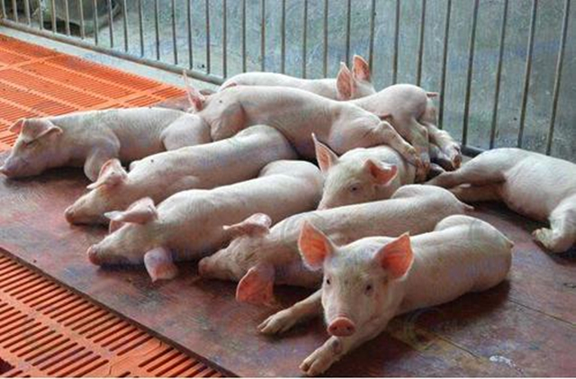 断奶仔猪感染怎么治,断奶仔猪如何预防副猪