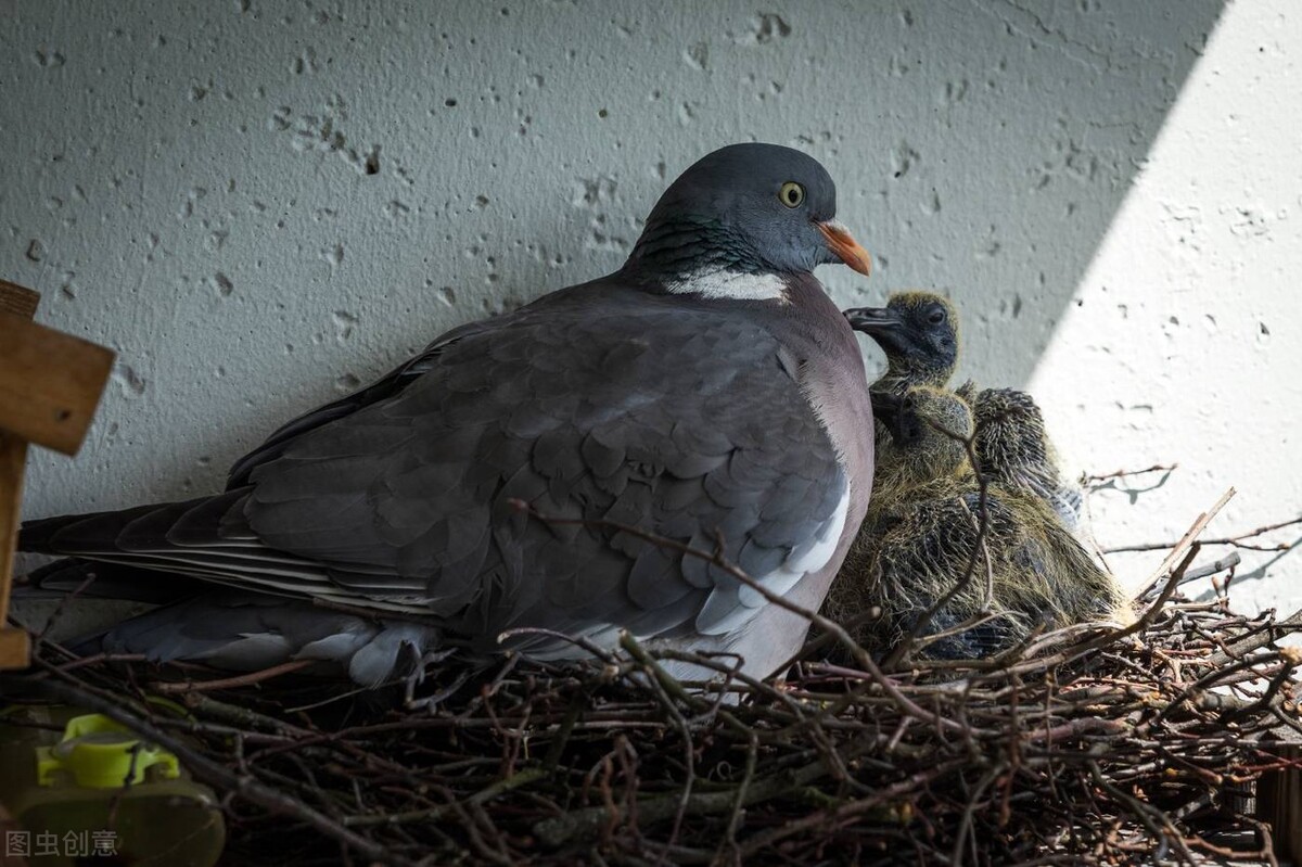 养鸽子老是生病怎么回事,鸽子拉水便精神萎靡是怎么回事