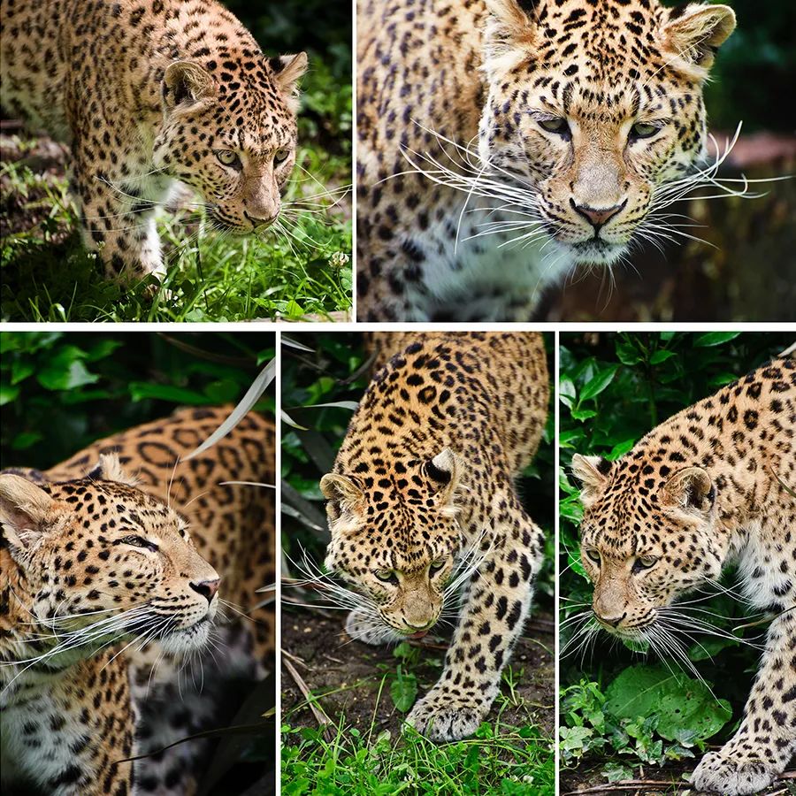 儿童画教程|艺术创想美术课程《森林里的小花豹》