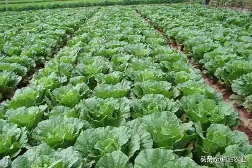 南方现在行情如何,南方西瓜市场行情实时报价