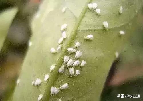 家庭防治虫害的最佳方法,自制蔬菜种植除虫小妙招