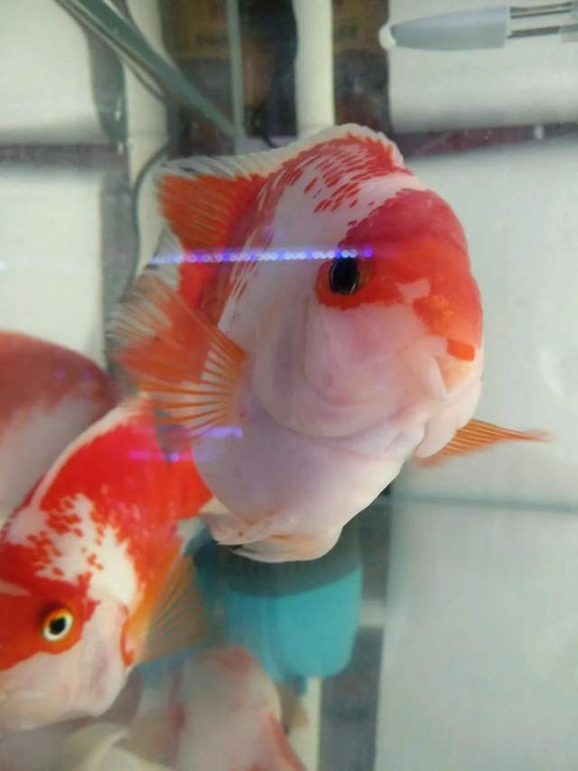 最显眼的观赏鱼品种有哪些,常见观赏鱼品种大全名字