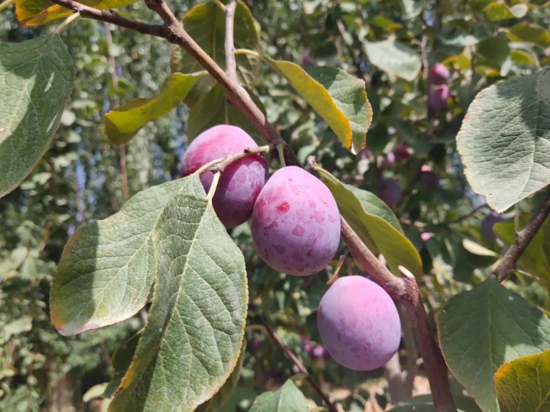 智利野生车厘子好吃吗,智利车厘子哪种好吃又划算