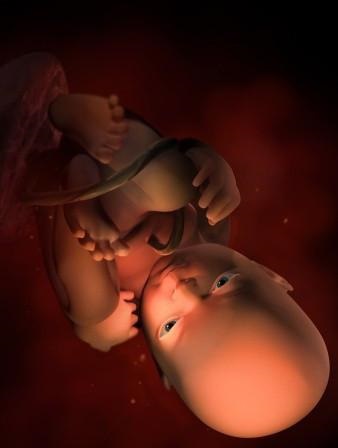 胎儿发育全过程标本,是否能看到胎儿的发育过程