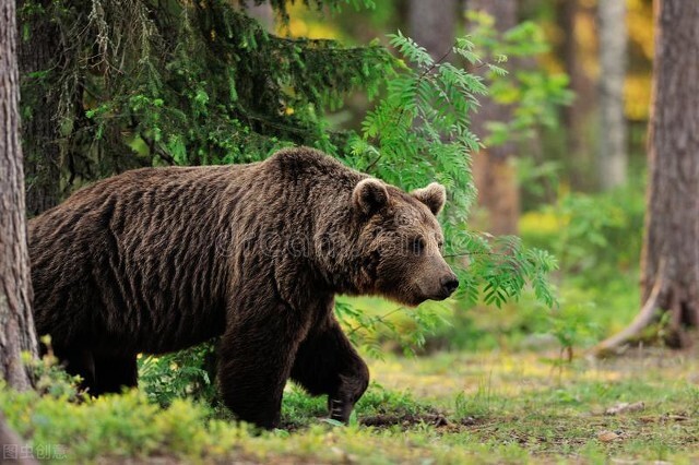 俄罗斯奇闻：男子被棕熊咬伤存储熊窝一个月，竟靠尿液活下来