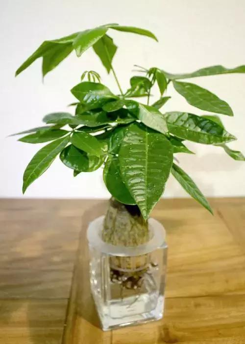 枯死发财树起死回生小妙招,冬天吊兰绿萝发财树怎么养