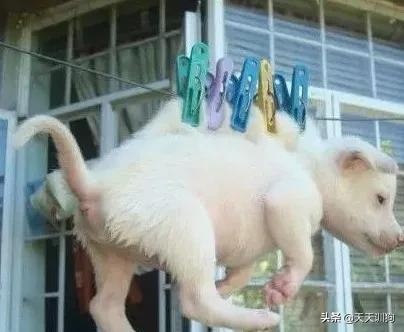 科学养犬四个标准是指哪些,科学养宠攻略狗不能吃什么