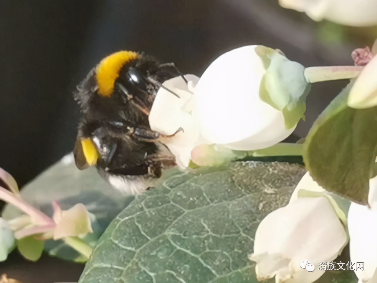 清朝旗人为什么那么老实,满族人生活习惯与汉人的区别