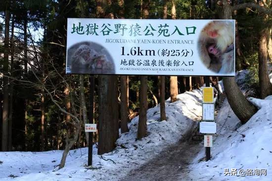 日本温泉猴子纪录片,日本猴子泡温泉头顶毛巾