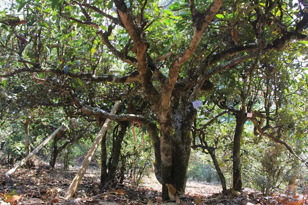 十大名寨普洱茶排名,十大普洱茶排行榜最新
