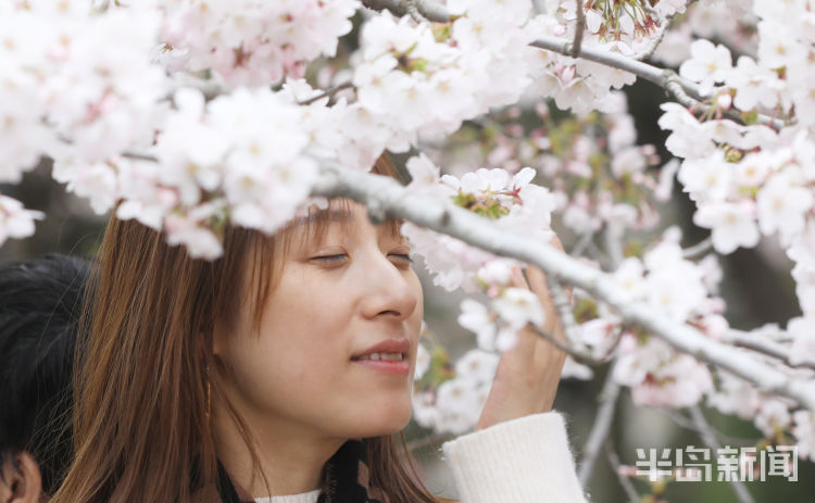 半岛叨叨丨满园尽带“浪漫粉”！樱花节开幕，打造城市IP！看青岛如何撬动美丽经济