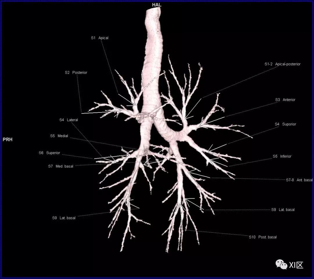 如此详细的肺部影像解剖，有点儿酷