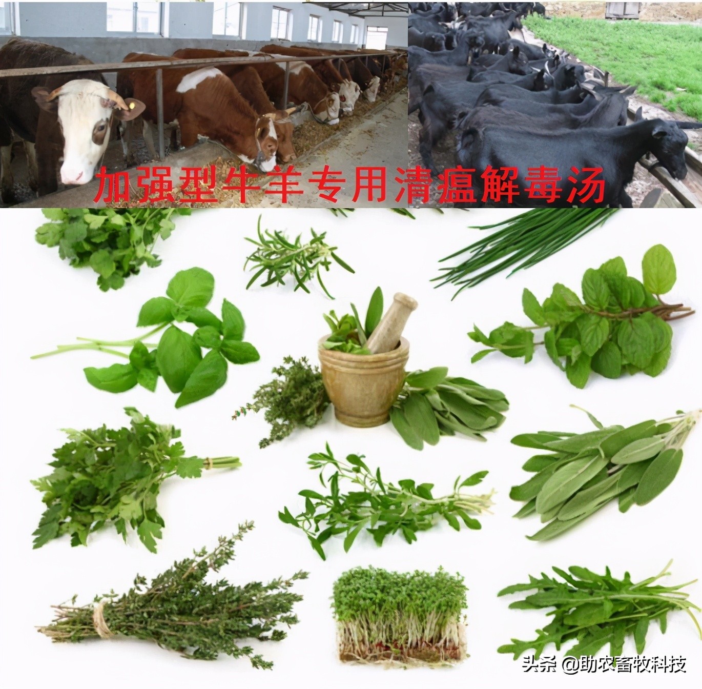 中药肉牛养殖技术,中草药治牛病的好处