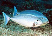 十大最好看的观赏鱼图片大全,十种最漂亮的观赏鱼图片