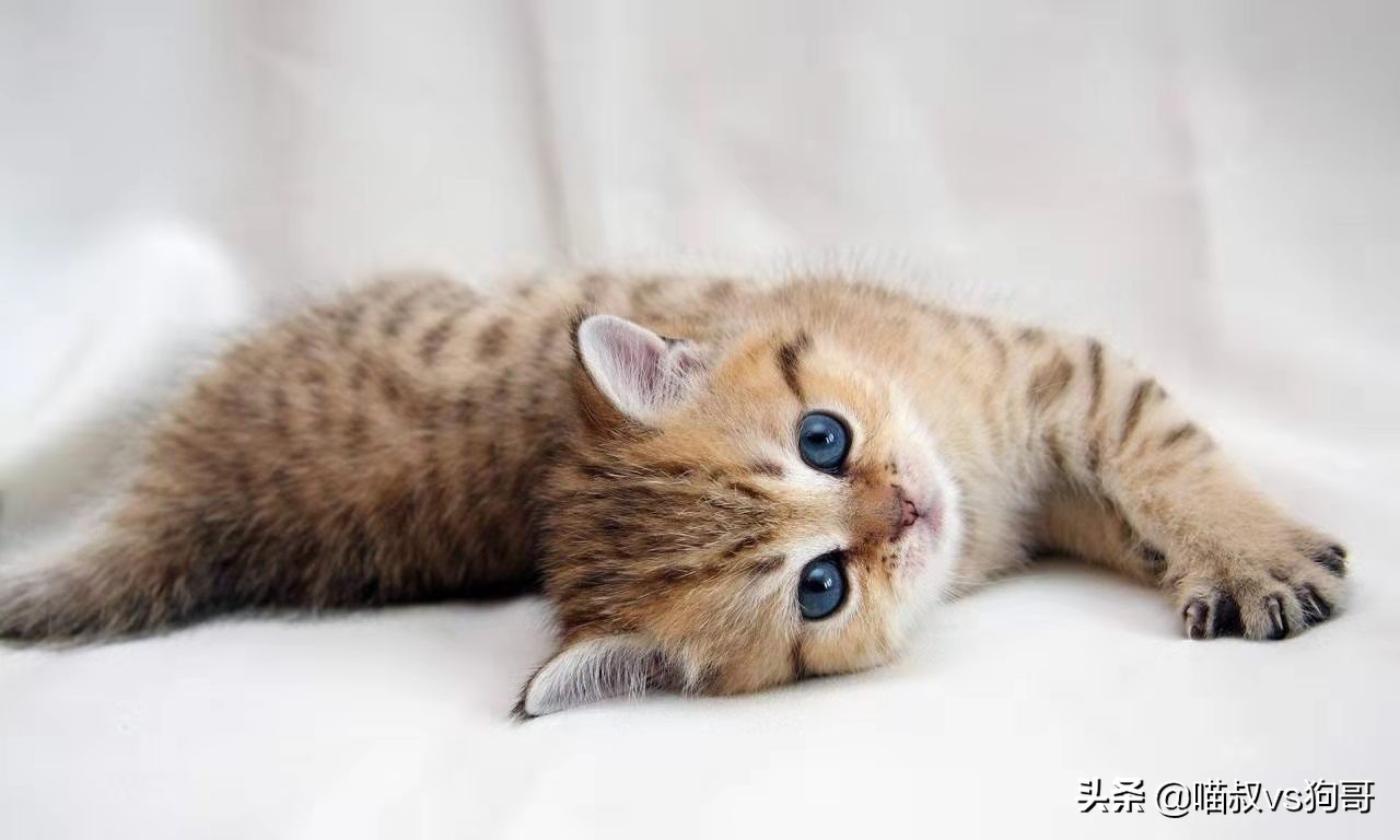 猫咪吞咽困难是口炎吗,猫咪出现吞咽困难是狂犬病吗