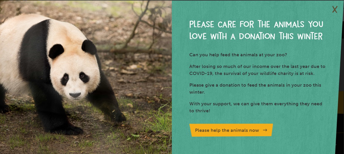 英国有领养大熊猫的资格,英国爱丁堡动物园即将归还大熊猫