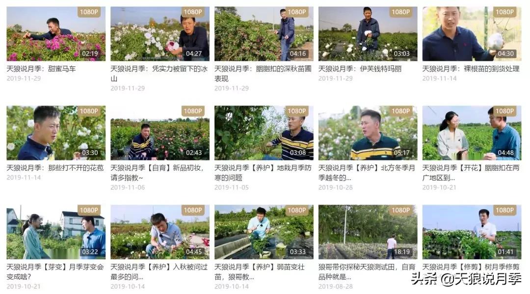 天狼月季起源,天狼月季是做什么的