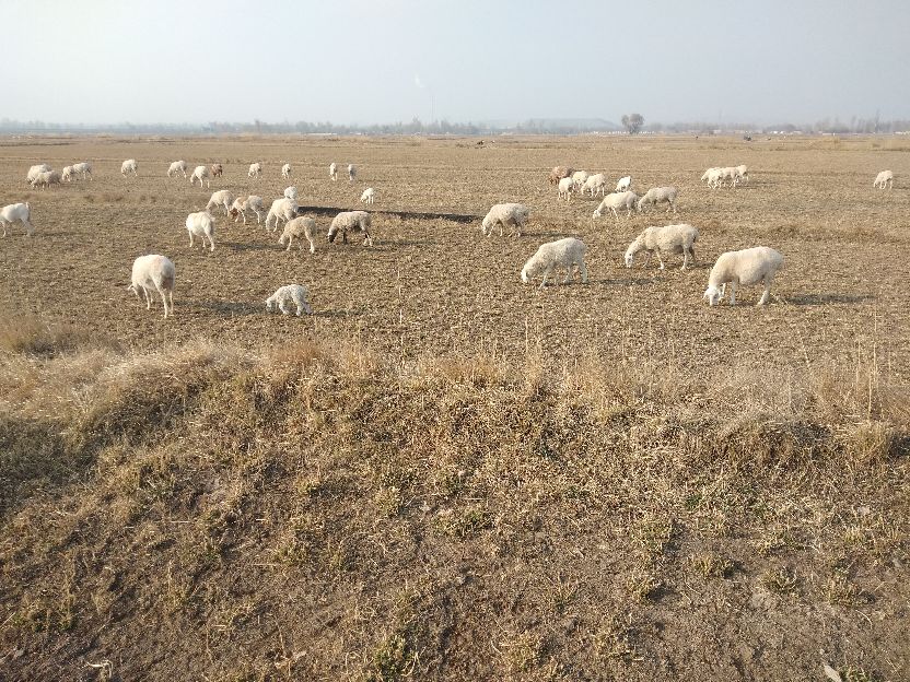 现在乡镇养殖什么比较好做,创业搞养殖养猪牛羊哪个好