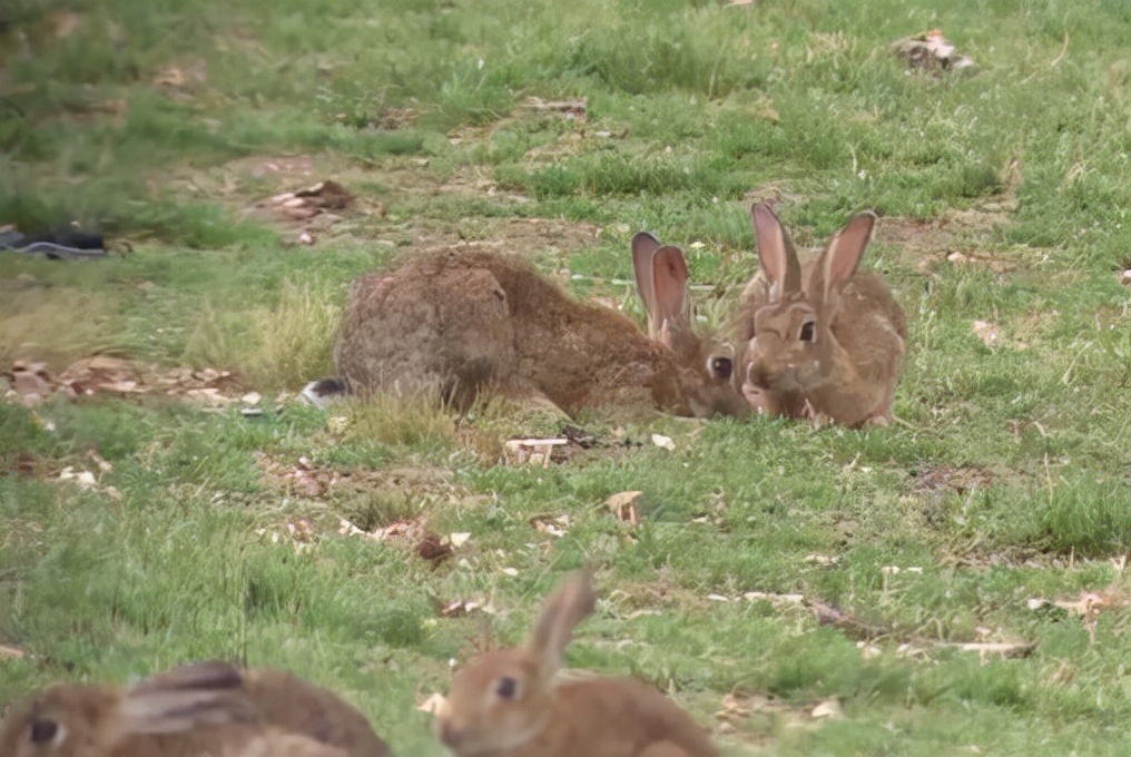 澳大利亚的野兔为什么会泛滥成灾,澳洲人怎么吃野兔的