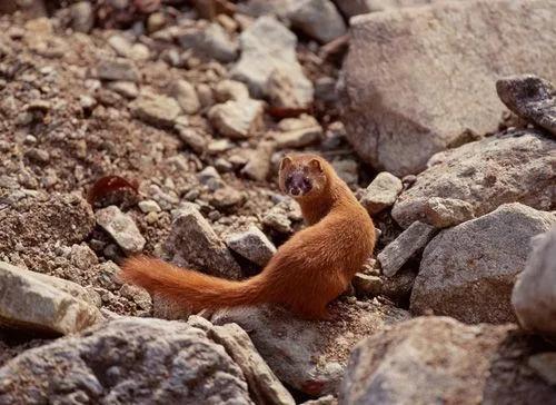 为什么黄鼠狼会频繁光顾同一家,黄鼠狼为什么专偷鸡不咬鸭